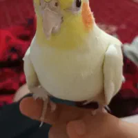 عروس هلندی نرو ماده‌