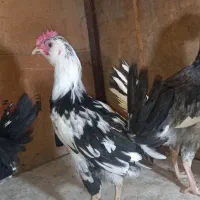 خروس گلین وجیرفتی ویک عدد بوقلمون