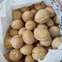 گردو خارجی