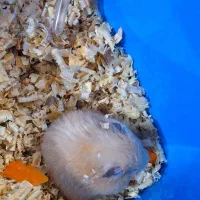 همستر بازیگوش|موش و خرگوش|فاضل آباد, |دیوار