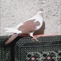 کبوتر نر چپ درشت و هیکلی