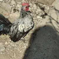 سه عدد خروس مینیاتوری|حیوانات مزرعه|پاکدشت, پاکدشت (مامازند)|دیوار