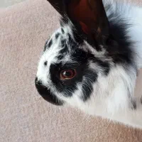 حیوان خانگی خرگوش|موش و خرگوش|دورود, |دیوار