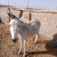 کرالاغ نر ۵ساله بسیار گله ای آرام.|حیوانات مزرعه|بردسکن, |دیوار