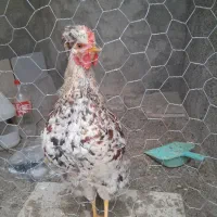 خروس|حیوانات مزرعه|شهرکرد, |دیوار