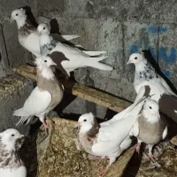 کبوتر طوقی قیمت 450الی 550