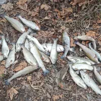 کار گر  و پرورش ماهی