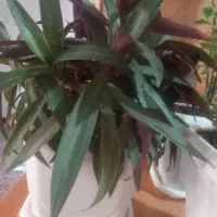 گلدان|گل و گیاه طبیعی|بانه, |دیوار