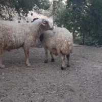 قوچ بپر نازار ۴ساله
