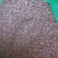 گندم ریژاو ریجاب بذری