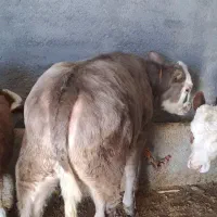 گوساله سیمنتال قرمز شرابی و شاروله ماده درجه یک