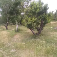 باغ موچنان