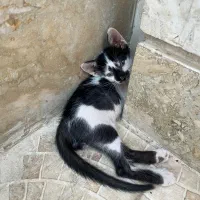 واگذاری به خانواده متعهد
