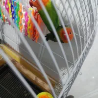 طوطی برزیلی