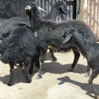 فروشی 4راس بره ماده