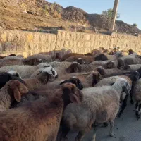 میش وگوسفند  داشتی جوان|حیوانات مزرعه|سنقر, |دیوار