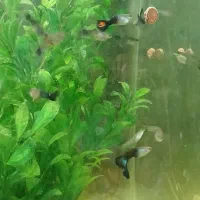 ماهی گوپی|ماهی|کرمانشاه, |دیوار