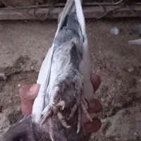 کبوتر سر سورخ|پرنده|زرند, |دیوار