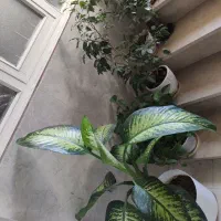 فروش گل های طبیعی زینتی در بدره|گل و گیاه طبیعی|بدره, |دیوار