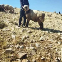 قوچ ۲رون  به شرط