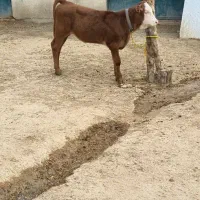 گوساله شیری ماده سیمینتال