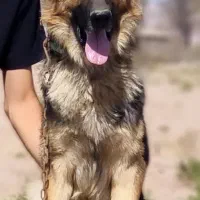 واگذاری سگ ژرمن ورک اصیل نگهبان