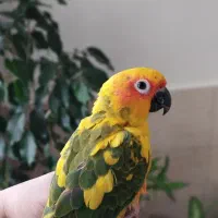 طوطی خورشیدی دستی|پرنده|رباط‌کریم, رباط‌کریم|دیوار