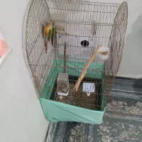 جفت گرین چیک