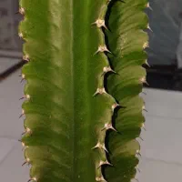 Euphorbia ingens)|گل و گیاه طبیعی|تهران, چوب تراش|دیوار