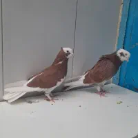 کفتر گلی|پرنده|قم, شاد قلی|دیوار