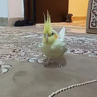 عروس هلندی ماده
