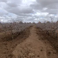 فروش باغ پسته اطراف یزد.