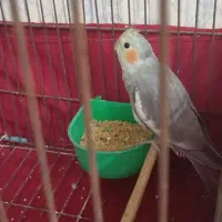 عروس هلندی سینامون نر