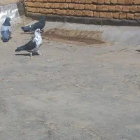 کبوتر پر|پرنده|لاران, |دیوار