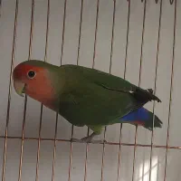 طوطی برزیلی اهلی