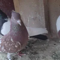 کبوتر رنگه پرشی جفتگاه