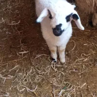 میش بره دوقلو زا با یک بره نر|حیوانات مزرعه|کرمان, |دیوار