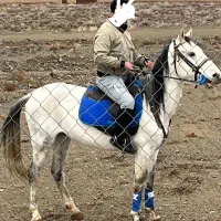 نریان ترکمن ۵سال|اسب و تجهیزات اسب‌سواری|مشهد, الهیه|دیوار