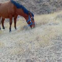 فروشب اسب نریان