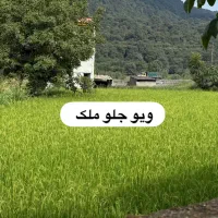 قطعه های ۲۰۰ متری زمین نزدیک تهران ((جنگل هراز ))|فروش زمین و ملک کلنگی|امامزاده عبدالله, |دیوار