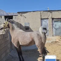 اسب|اسب و تجهیزات اسبسواری|سر آسیاب یوسفی, |دیوار