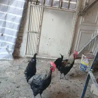 خروس مرغ و کاکلی پاپر