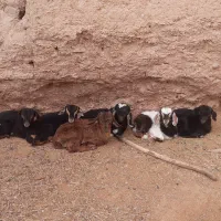 فروش تعداد ۱۰ عدد بزو میش