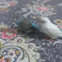 مرغ  عشق