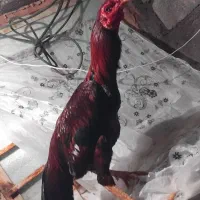 خروس|حیوانات مزرعه|بیکاه, |دیوار