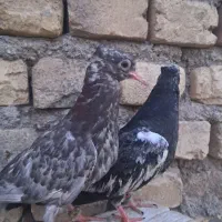 کبوتر کله ای