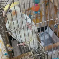 عروس هلندی نر