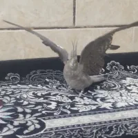 پرنده|پرنده|مرودشت, محمد آباد|دیوار