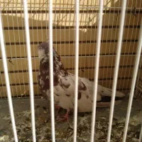 نر کاکلی سرو کله دار|پرنده|شاهرود, |دیوار