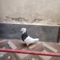 کبوتر طوقی